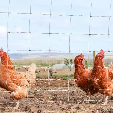 Casa de Férias Molly's *